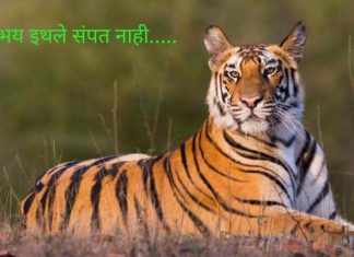 वाघाच्या हल्ल्यात मेंढपाळ ठार – फिस्कुटी येथील घटना