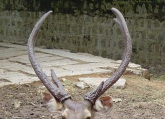 रेल्वेच्या धडकेत सांबर ठार