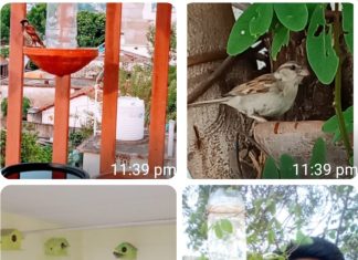 चिमण्यांसाठी राहूलची धडपड